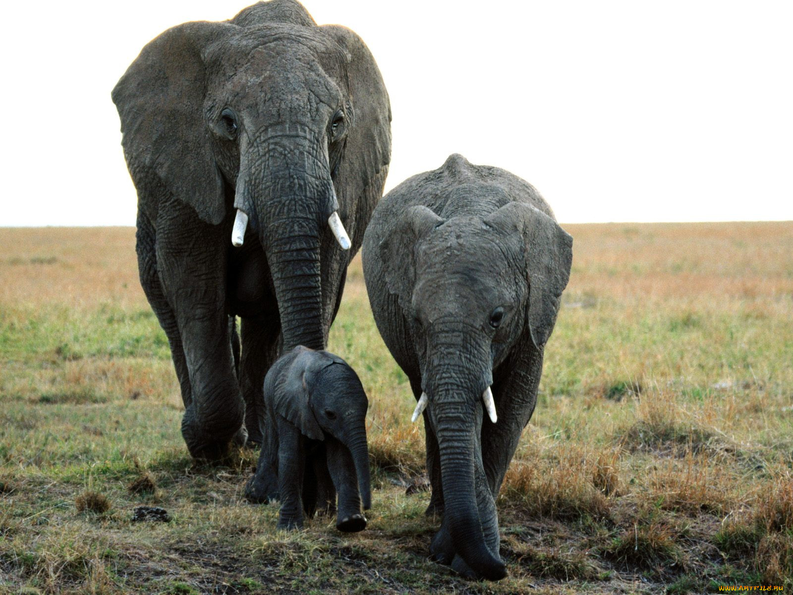 Слон семья